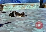 Image of Eva Braun Berchtesgaden Germany, 1940, second 26 stock footage video 65675077767
