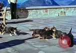 Image of Eva Braun Berchtesgaden Germany, 1940, second 51 stock footage video 65675077767