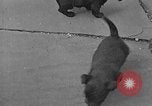 Image of Eva Braun Berchtesgaden Germany, 1940, second 3 stock footage video 65675077768