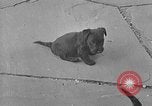 Image of Eva Braun Berchtesgaden Germany, 1940, second 4 stock footage video 65675077768