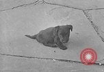 Image of Eva Braun Berchtesgaden Germany, 1940, second 5 stock footage video 65675077768