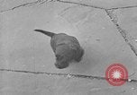 Image of Eva Braun Berchtesgaden Germany, 1940, second 6 stock footage video 65675077768