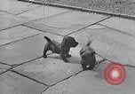 Image of Eva Braun Berchtesgaden Germany, 1940, second 9 stock footage video 65675077768