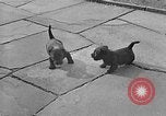 Image of Eva Braun Berchtesgaden Germany, 1940, second 10 stock footage video 65675077768