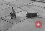 Image of Eva Braun Berchtesgaden Germany, 1940, second 11 stock footage video 65675077768