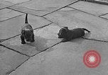 Image of Eva Braun Berchtesgaden Germany, 1940, second 14 stock footage video 65675077768