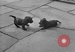 Image of Eva Braun Berchtesgaden Germany, 1940, second 15 stock footage video 65675077768