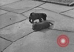 Image of Eva Braun Berchtesgaden Germany, 1940, second 17 stock footage video 65675077768