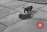 Image of Eva Braun Berchtesgaden Germany, 1940, second 18 stock footage video 65675077768
