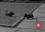 Image of Eva Braun Berchtesgaden Germany, 1940, second 28 stock footage video 65675077768