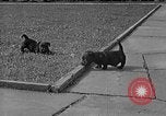 Image of Eva Braun Berchtesgaden Germany, 1940, second 29 stock footage video 65675077768