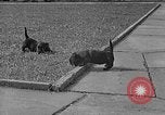 Image of Eva Braun Berchtesgaden Germany, 1940, second 30 stock footage video 65675077768