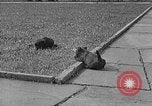 Image of Eva Braun Berchtesgaden Germany, 1940, second 32 stock footage video 65675077768