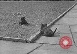 Image of Eva Braun Berchtesgaden Germany, 1940, second 33 stock footage video 65675077768
