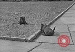 Image of Eva Braun Berchtesgaden Germany, 1940, second 34 stock footage video 65675077768