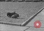 Image of Eva Braun Berchtesgaden Germany, 1940, second 37 stock footage video 65675077768