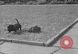 Image of Eva Braun Berchtesgaden Germany, 1940, second 38 stock footage video 65675077768