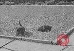 Image of Eva Braun Berchtesgaden Germany, 1940, second 39 stock footage video 65675077768