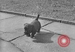 Image of Eva Braun Berchtesgaden Germany, 1940, second 42 stock footage video 65675077768