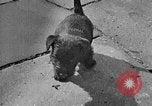 Image of Eva Braun Berchtesgaden Germany, 1940, second 44 stock footage video 65675077768