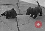 Image of Eva Braun Berchtesgaden Germany, 1940, second 45 stock footage video 65675077768