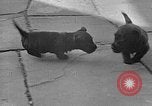 Image of Eva Braun Berchtesgaden Germany, 1940, second 46 stock footage video 65675077768