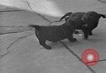 Image of Eva Braun Berchtesgaden Germany, 1940, second 47 stock footage video 65675077768
