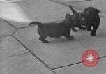 Image of Eva Braun Berchtesgaden Germany, 1940, second 48 stock footage video 65675077768