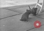 Image of Eva Braun Berchtesgaden Germany, 1940, second 50 stock footage video 65675077768