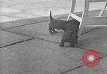 Image of Eva Braun Berchtesgaden Germany, 1940, second 52 stock footage video 65675077768