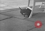 Image of Eva Braun Berchtesgaden Germany, 1940, second 53 stock footage video 65675077768