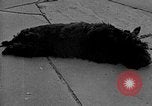 Image of Eva Braun Berchtesgaden Germany, 1940, second 58 stock footage video 65675077768