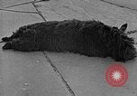Image of Eva Braun Berchtesgaden Germany, 1940, second 59 stock footage video 65675077768