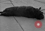 Image of Eva Braun Berchtesgaden Germany, 1940, second 60 stock footage video 65675077768