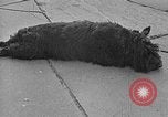 Image of Eva Braun Berchtesgaden Germany, 1940, second 61 stock footage video 65675077768