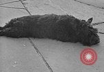 Image of Eva Braun Berchtesgaden Germany, 1940, second 62 stock footage video 65675077768
