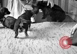 Image of puppies Berchtesgaden Germany, 1940, second 1 stock footage video 65675077772