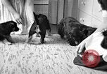 Image of puppies Berchtesgaden Germany, 1940, second 3 stock footage video 65675077772