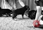 Image of puppies Berchtesgaden Germany, 1940, second 4 stock footage video 65675077772