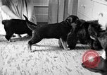 Image of puppies Berchtesgaden Germany, 1940, second 5 stock footage video 65675077772