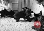 Image of puppies Berchtesgaden Germany, 1940, second 6 stock footage video 65675077772