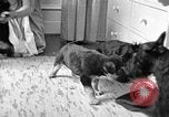 Image of puppies Berchtesgaden Germany, 1940, second 7 stock footage video 65675077772