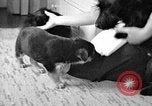 Image of puppies Berchtesgaden Germany, 1940, second 8 stock footage video 65675077772