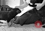 Image of puppies Berchtesgaden Germany, 1940, second 9 stock footage video 65675077772