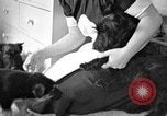Image of puppies Berchtesgaden Germany, 1940, second 10 stock footage video 65675077772