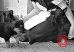 Image of puppies Berchtesgaden Germany, 1940, second 11 stock footage video 65675077772