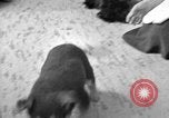 Image of puppies Berchtesgaden Germany, 1940, second 12 stock footage video 65675077772