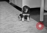 Image of puppies Berchtesgaden Germany, 1940, second 13 stock footage video 65675077772