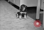 Image of puppies Berchtesgaden Germany, 1940, second 14 stock footage video 65675077772