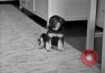 Image of puppies Berchtesgaden Germany, 1940, second 15 stock footage video 65675077772